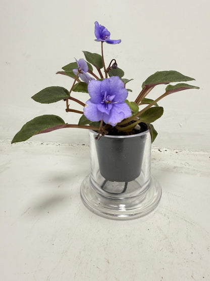 Miniature African Violet ‘Everdiana’  50mm