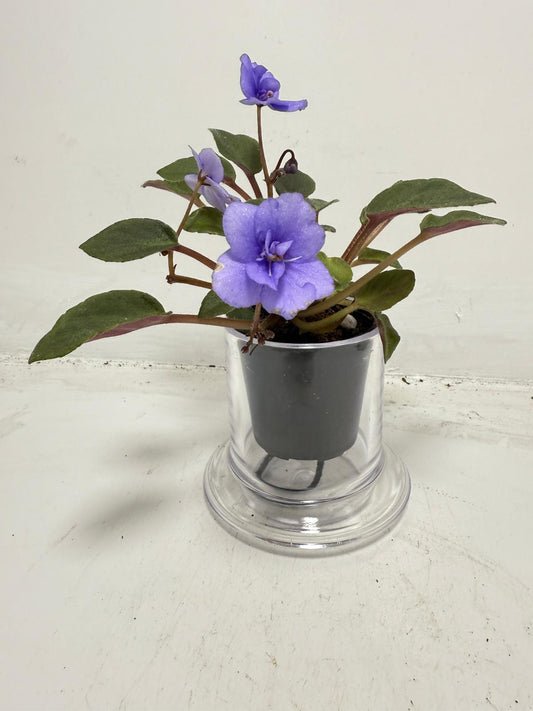 Miniature African Violet ‘Everdiana’  50mm