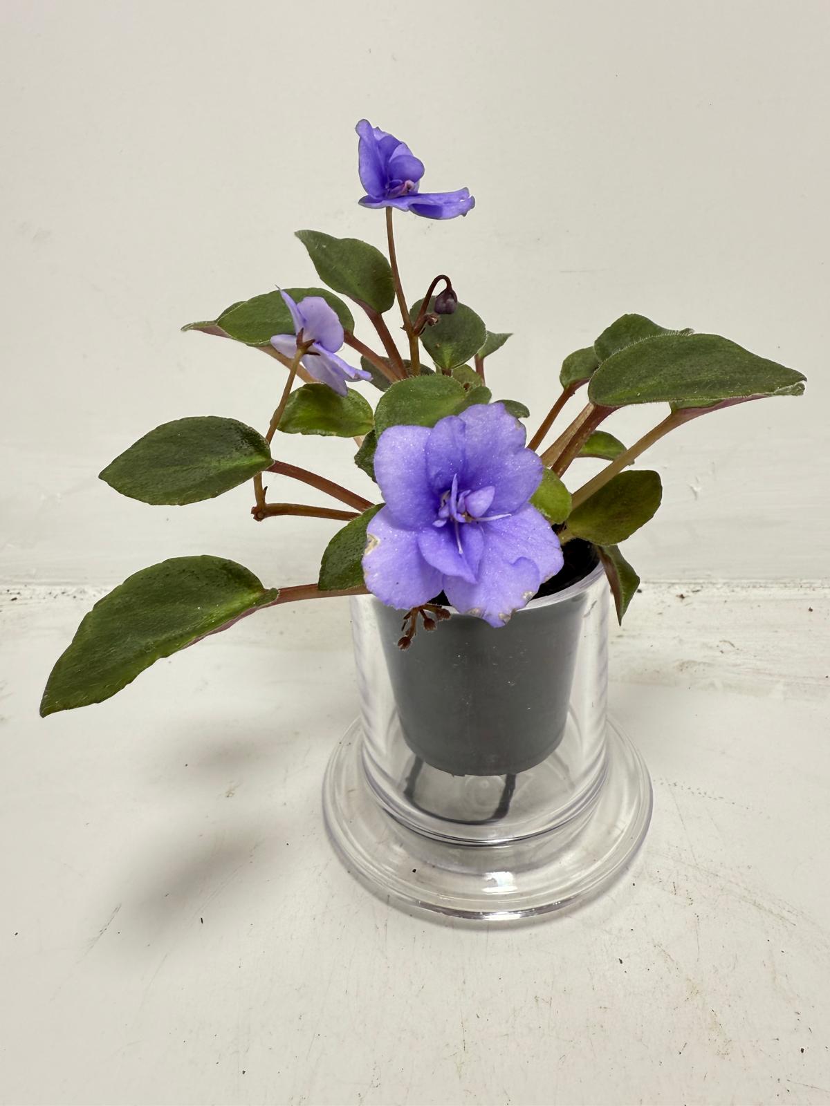 Miniature African Violet ‘Everdiana’  50mm