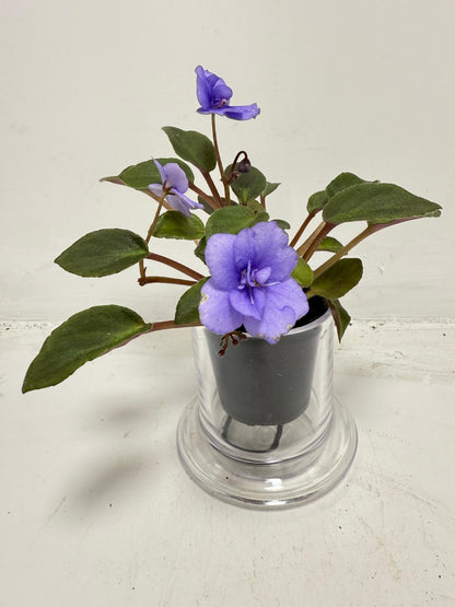 Miniature African Violet ‘Everdiana’  50mm