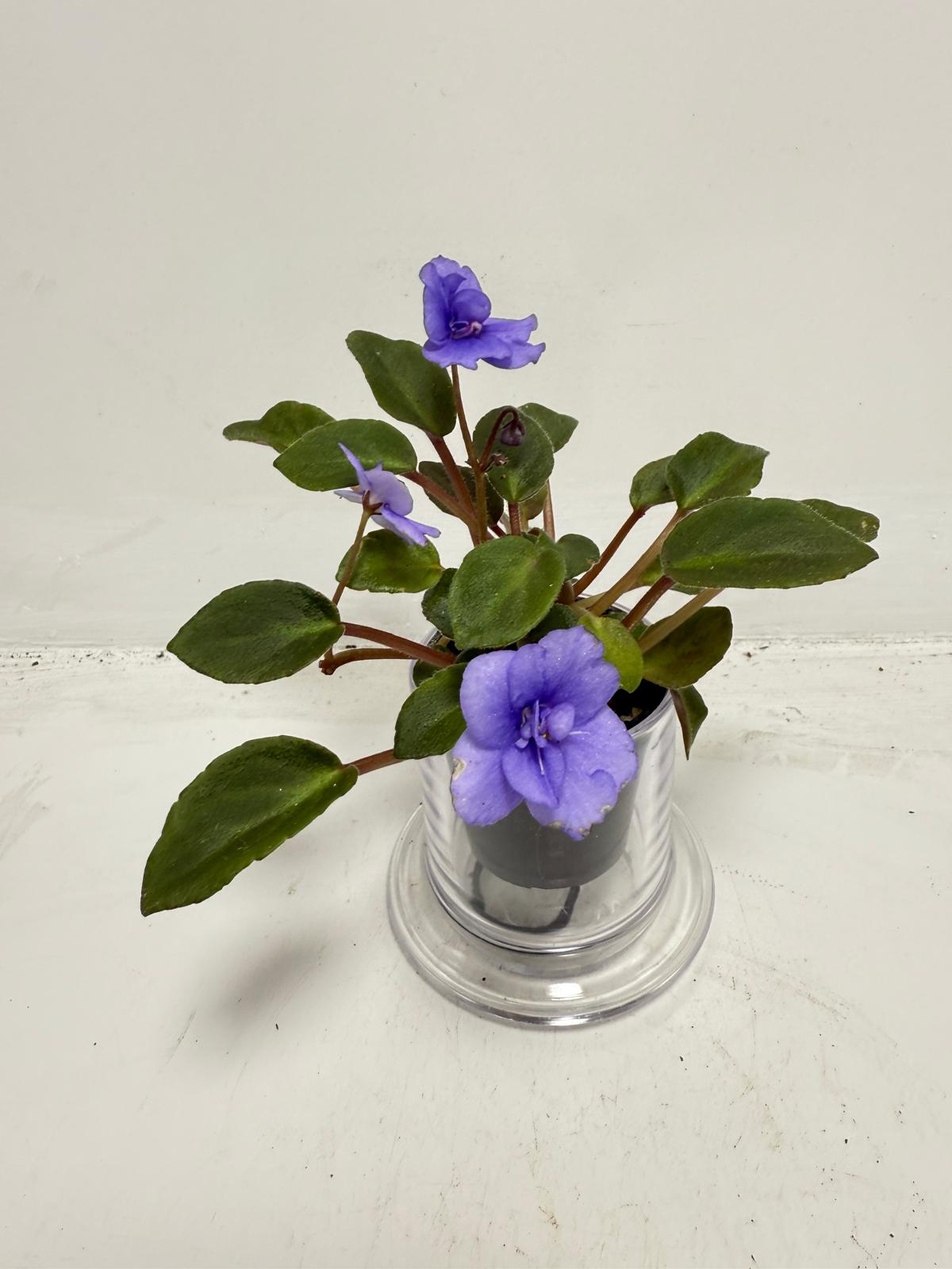 Miniature African Violet ‘Everdiana’  50mm