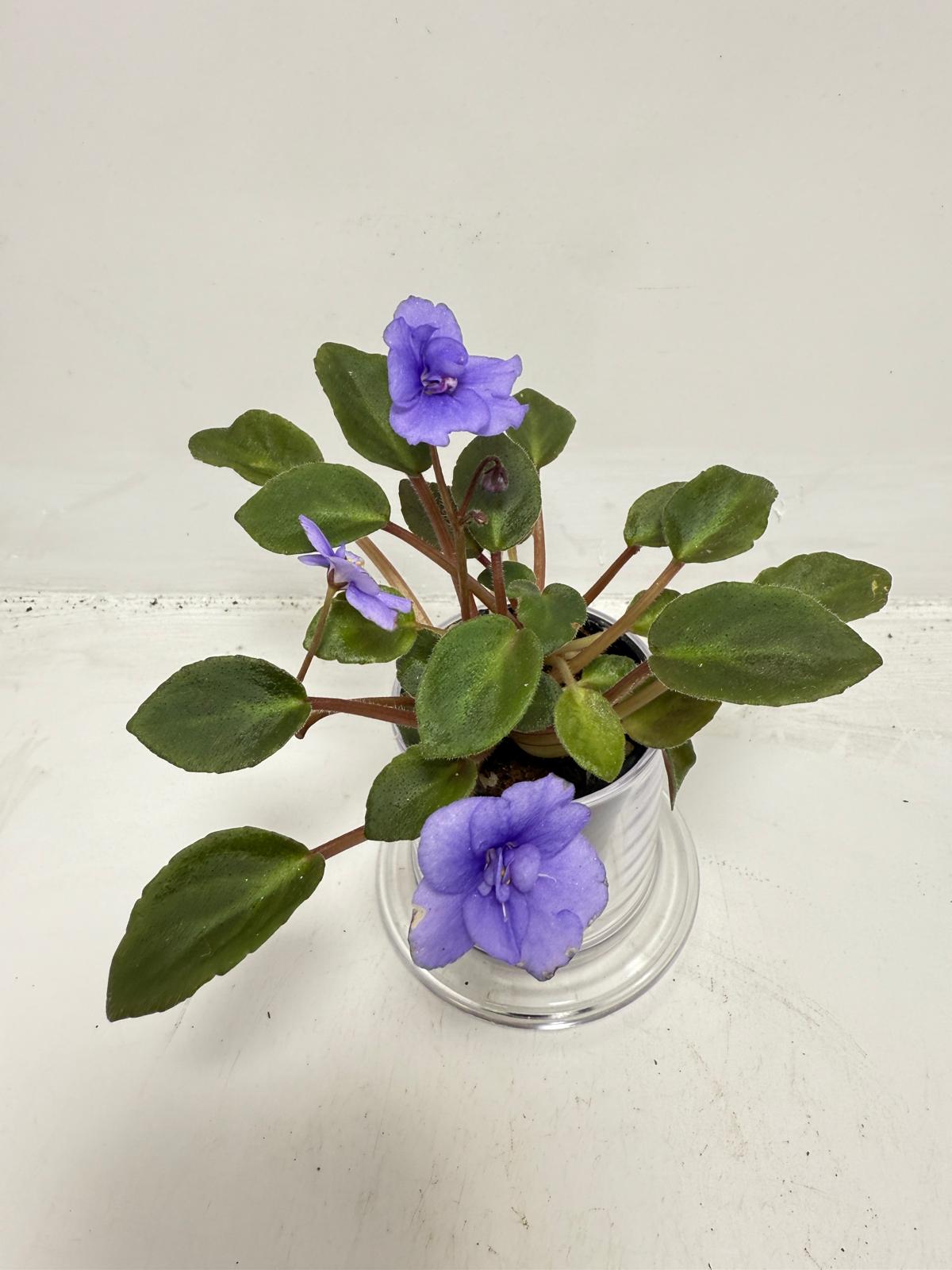 Miniature African Violet ‘Everdiana’  50mm