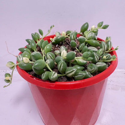 Senecio - Weeping Angel - 130mm