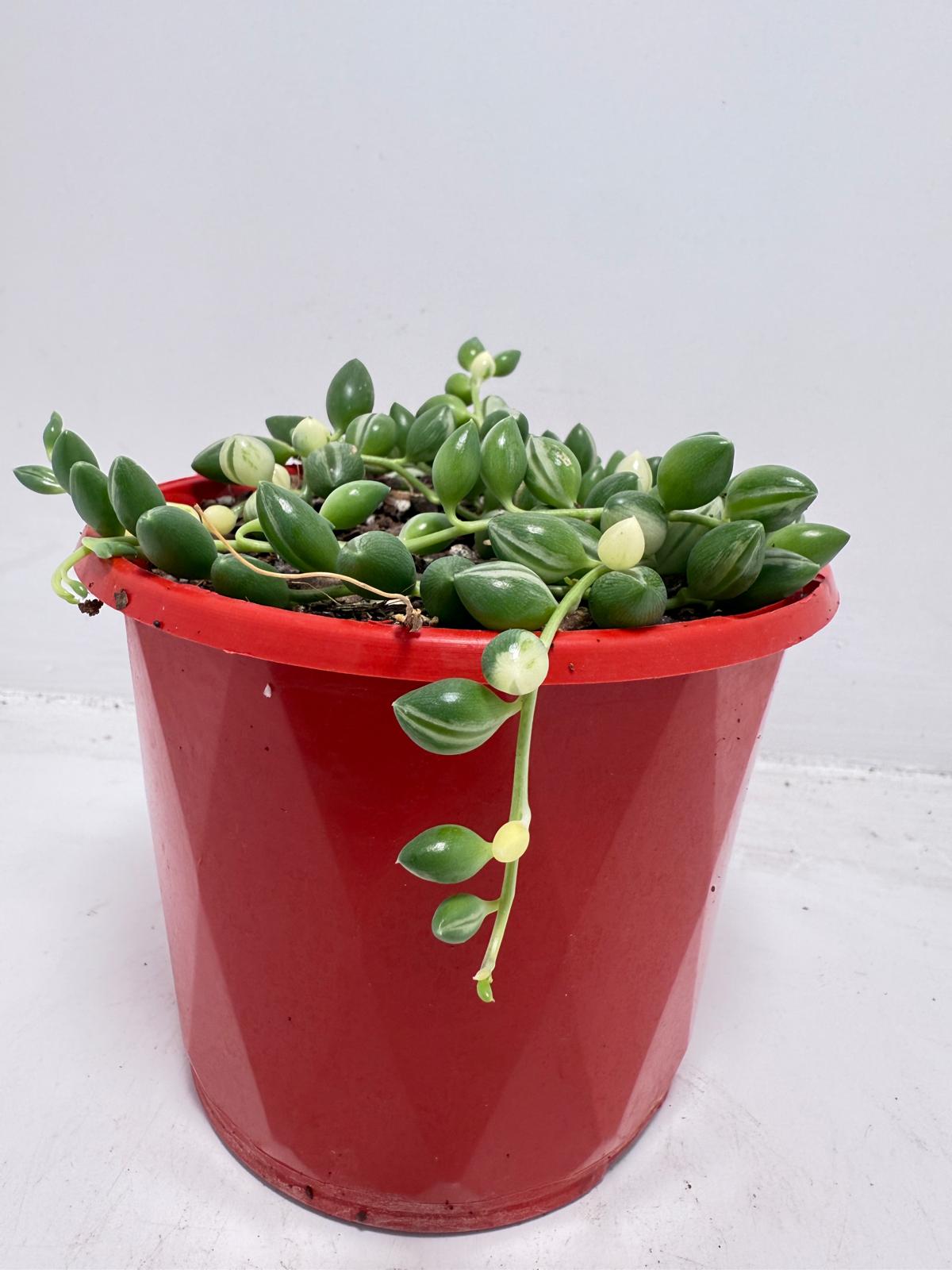 Senecio - Weeping Angel - 130mm