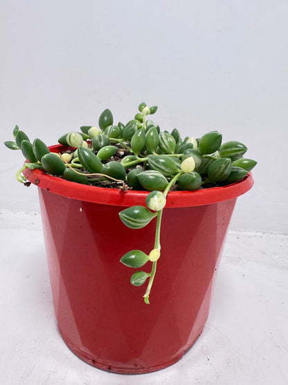 Senecio - Weeping Angel - 130mm