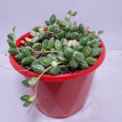 Senecio - Weeping Angel - 130mm