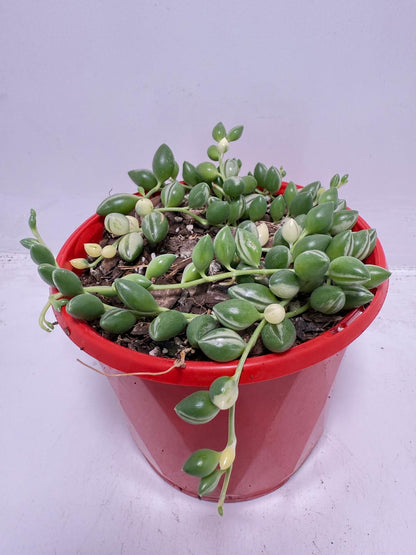 Senecio - Weeping Angel - 130mm