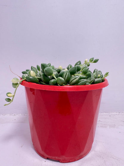 Senecio - Weeping Angel - 130mm