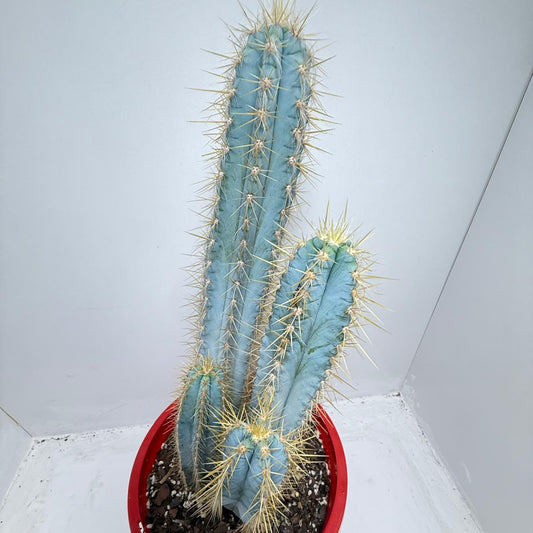 Cacti - Pilocereus #99 - 4 in one