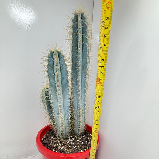 Cacti - Pilocereus #99 - 4 in one