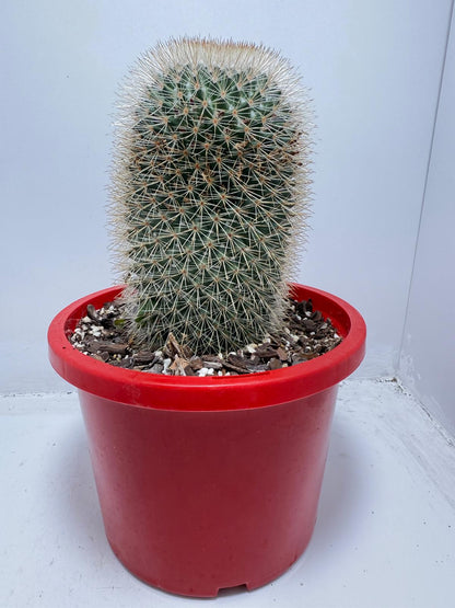 Cacti - Pincushion Cactus #96