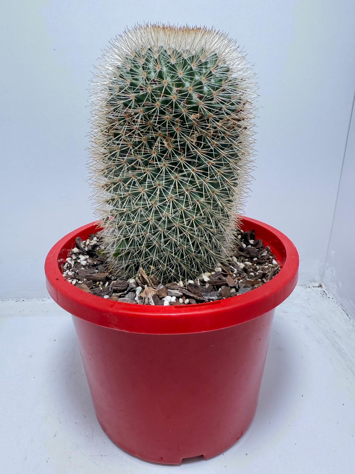 Cacti - Pincushion Cactus #96