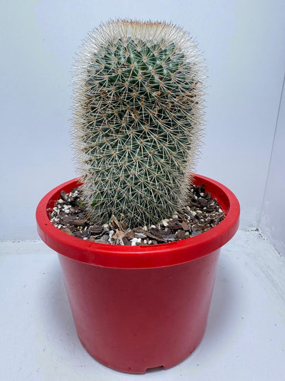 Cacti - Pincushion Cactus #96