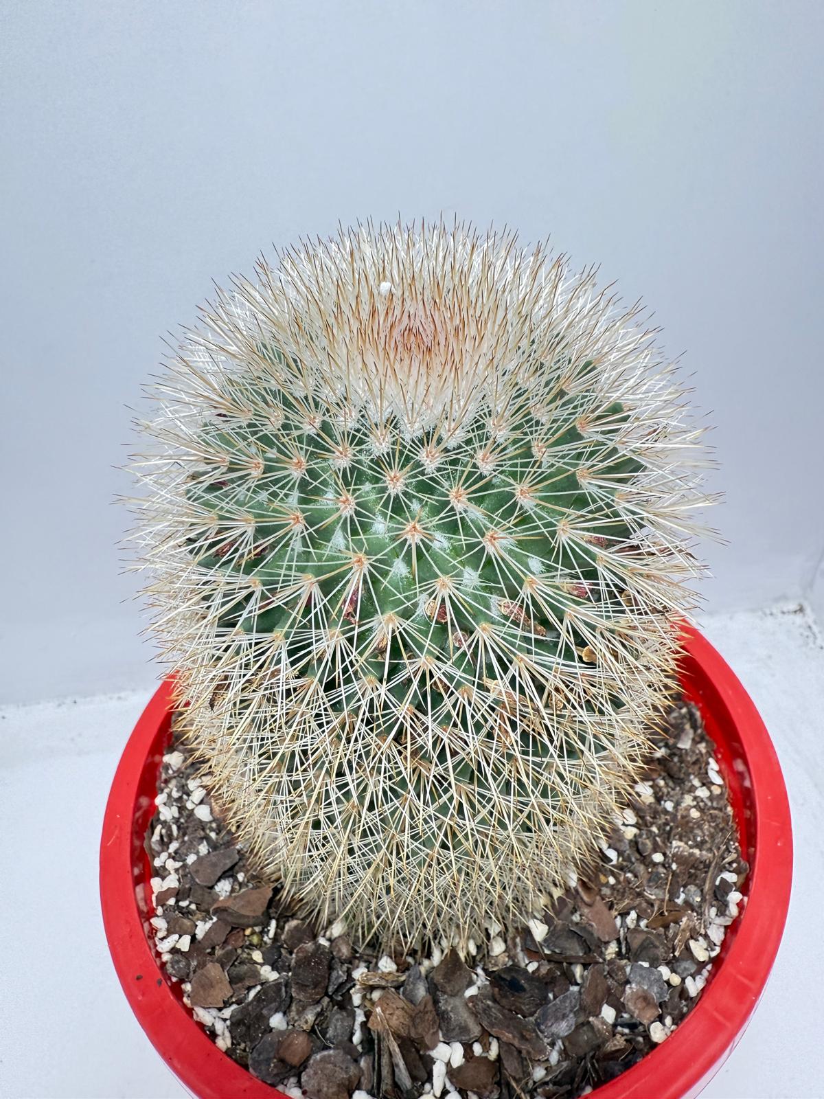 Cacti - Pincushion Cactus #96
