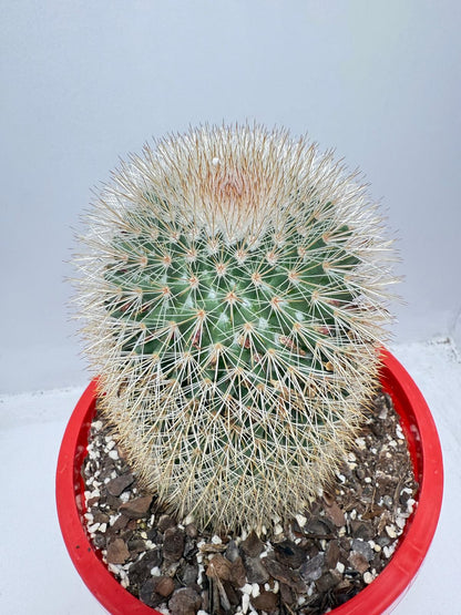 Cacti - Pincushion Cactus #96