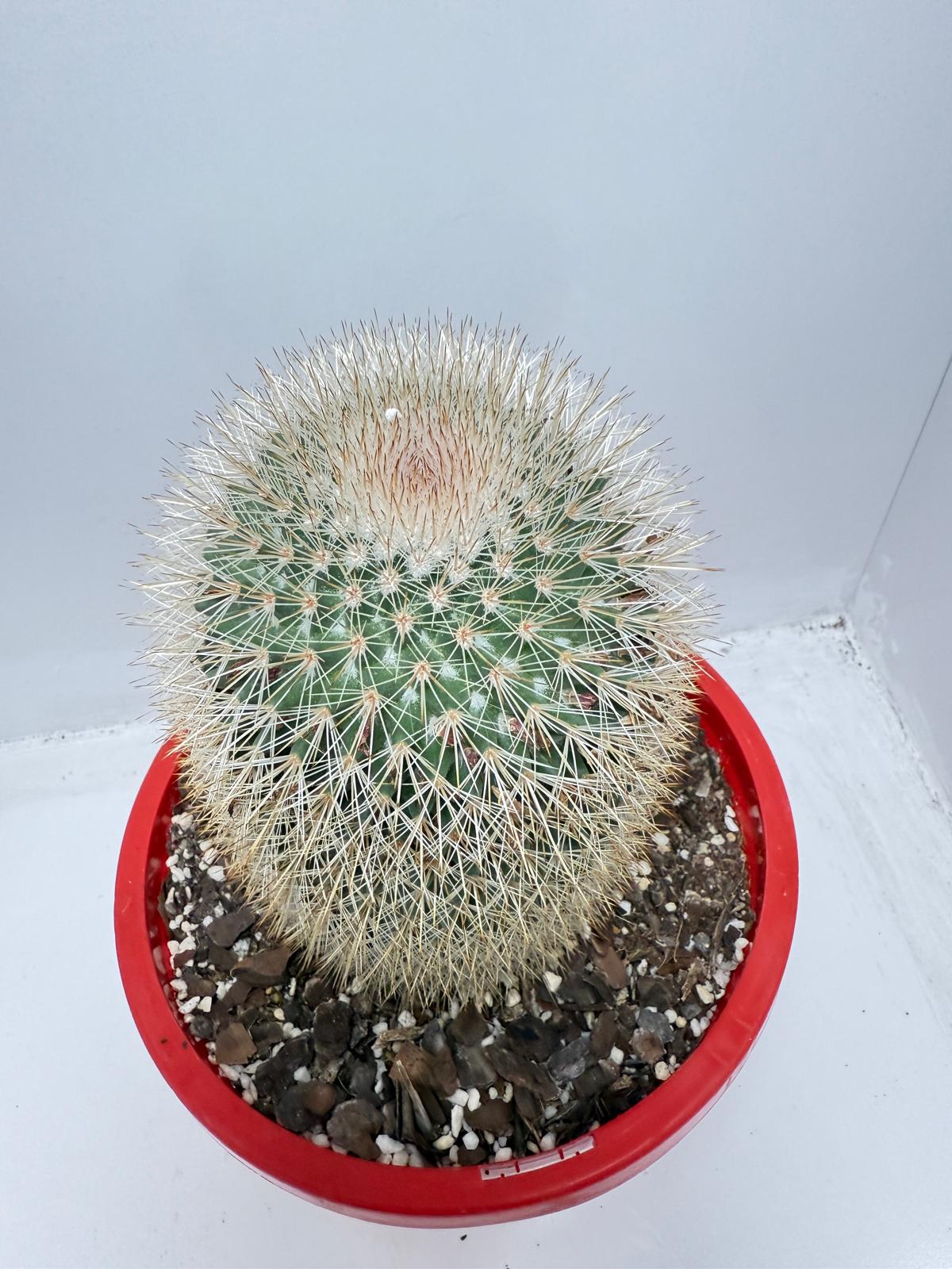 Cacti - Pincushion Cactus #96