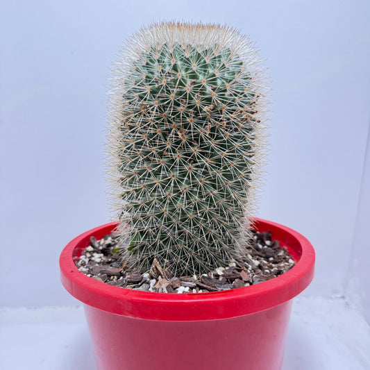 Cacti - Pincushion Cactus #96