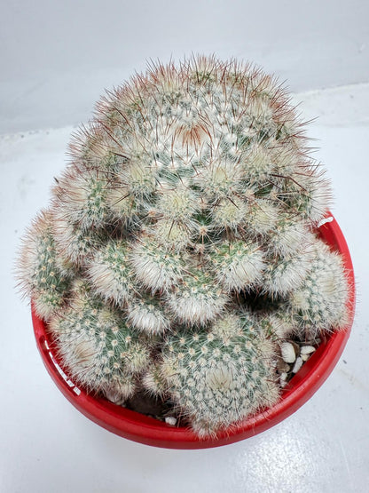 Cacti - Parodia Scopa Var. Splendens #56