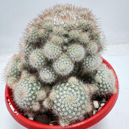Cacti - Parodia Scopa Var. Splendens #56