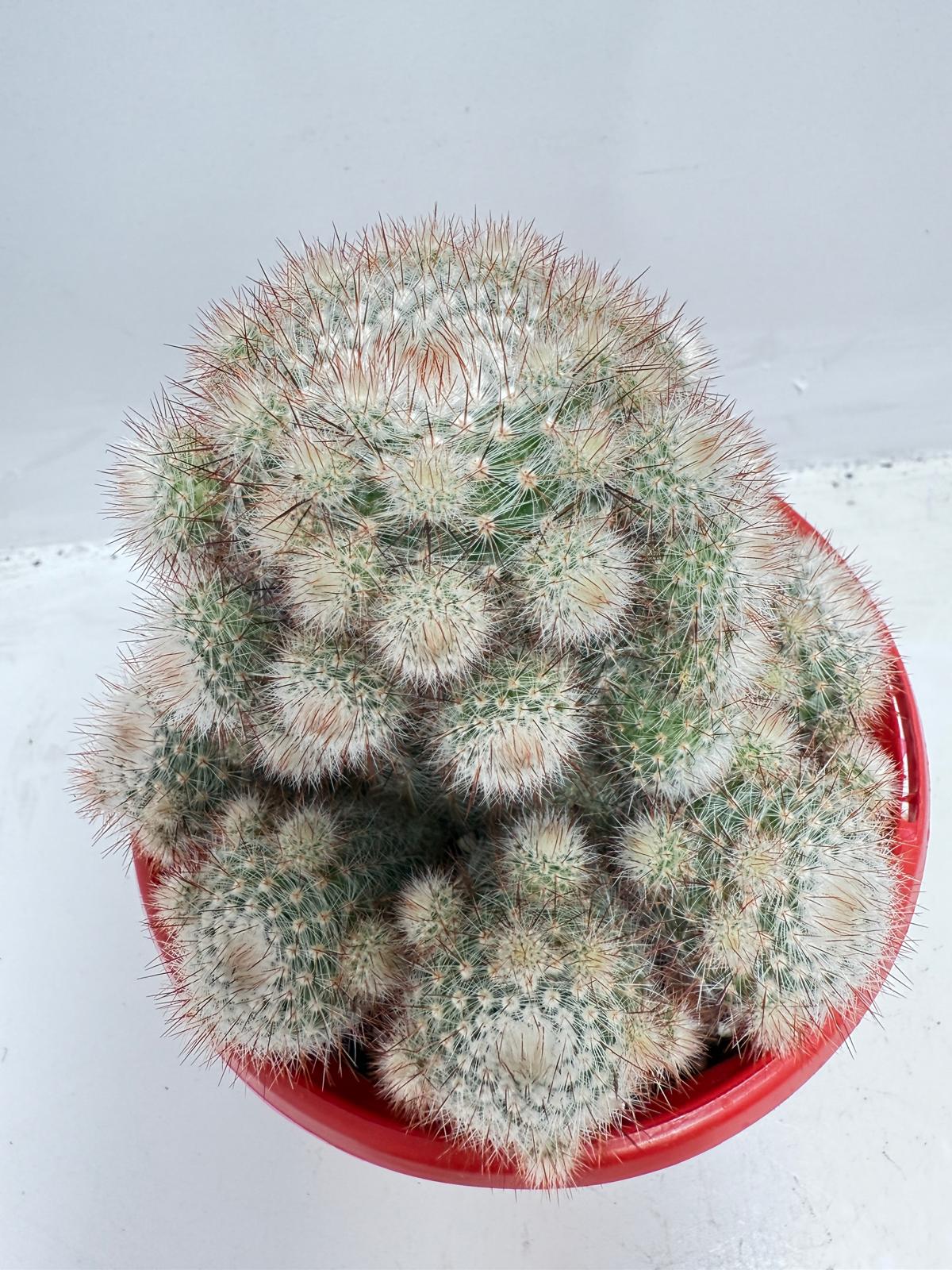 Cacti - Parodia Scopa Var. Splendens #56