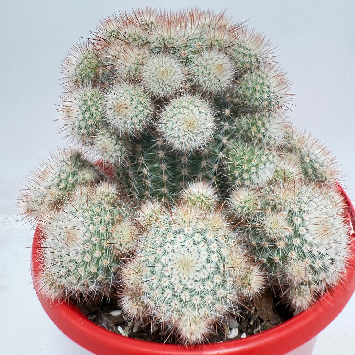 Cacti - Parodia Scopa Var. Splendens #56