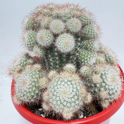 Cacti - Parodia Scopa Var. Splendens #56