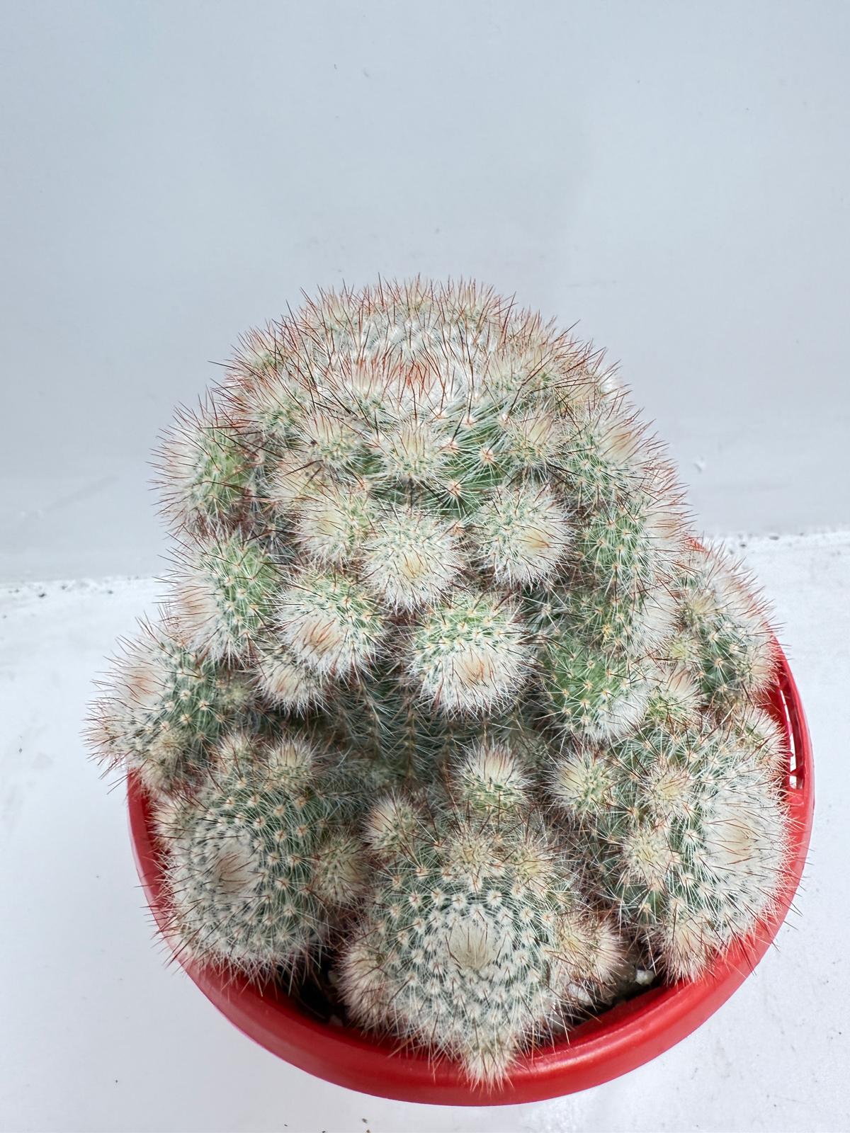 Cacti - Parodia Scopa Var. Splendens #56