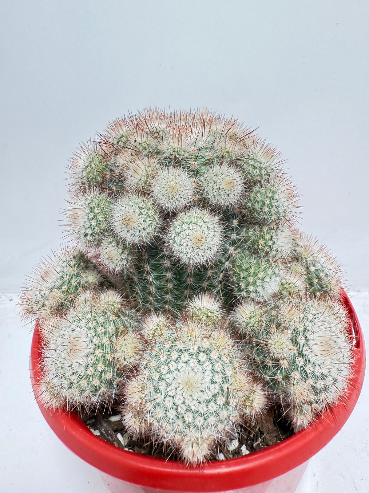 Cacti - Parodia Scopa Var. Splendens #56