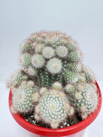 Cacti - Parodia Scopa Var. Splendens #56