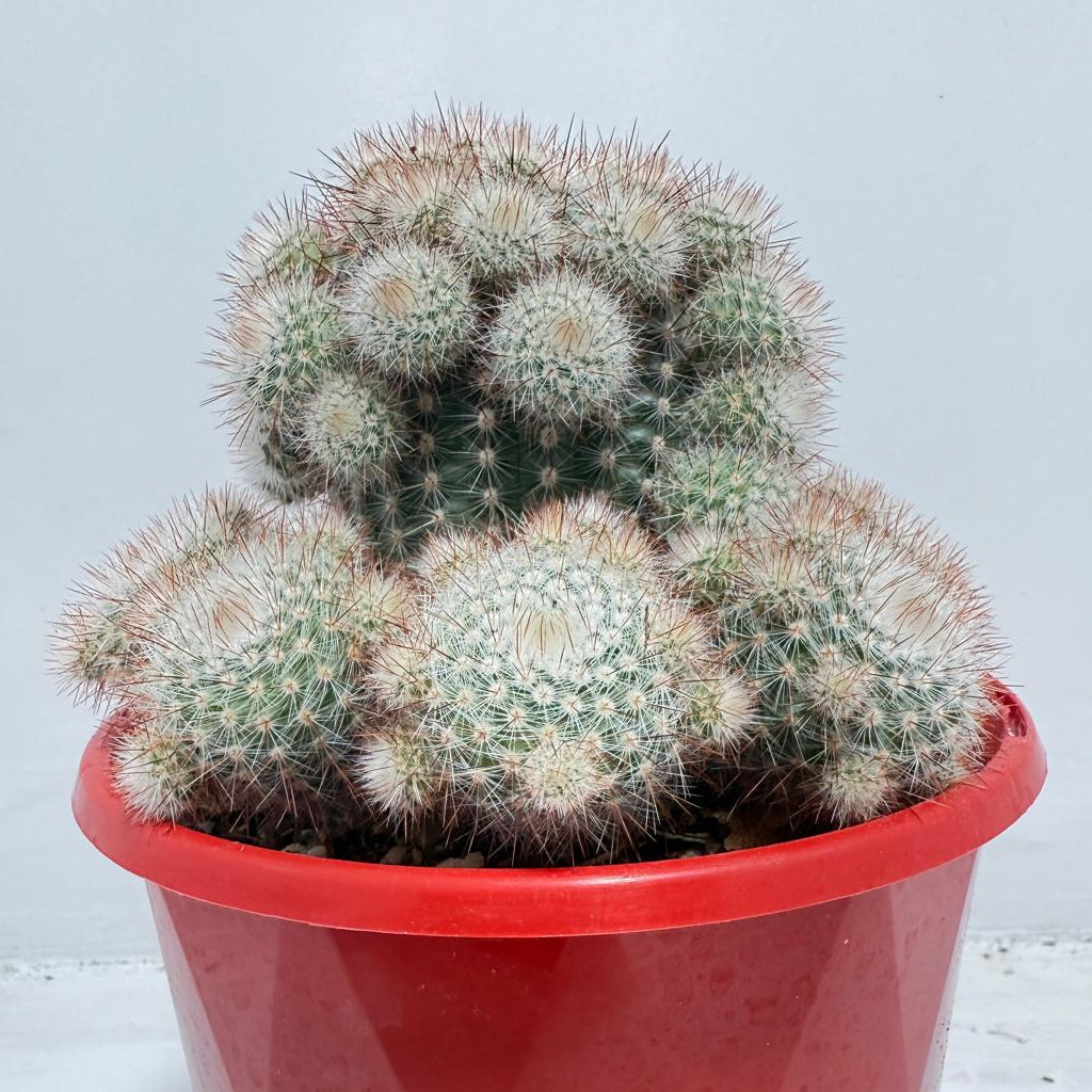 Cacti - Parodia Scopa Var. Splendens #56