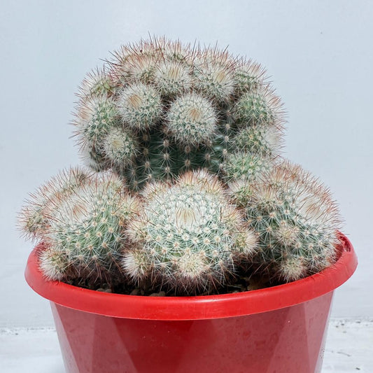 Cacti - Parodia Scopa Var. Splendens #56