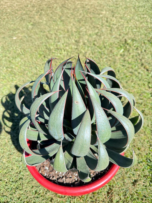 Mangave Praying Hands