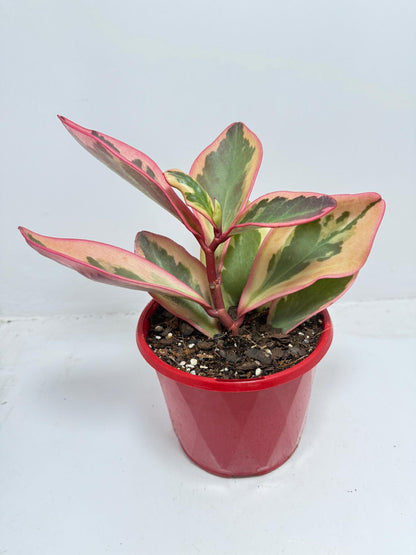Peperomia Tricolour  130mm