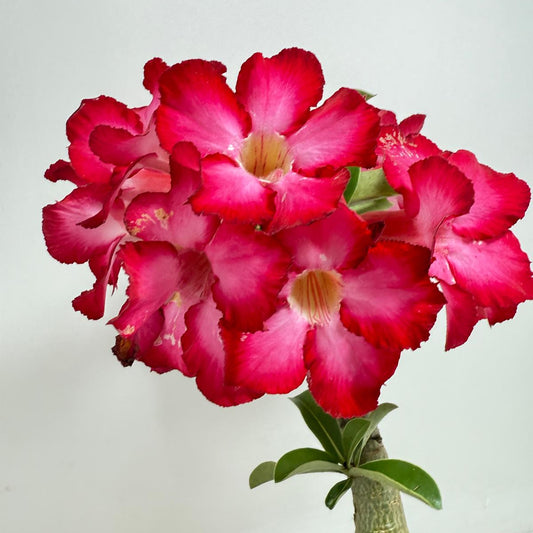 Desert Rose - Adenium Obesum #257