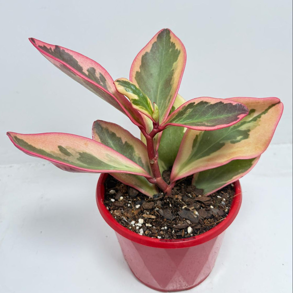 Peperomia Tricolour  130mm