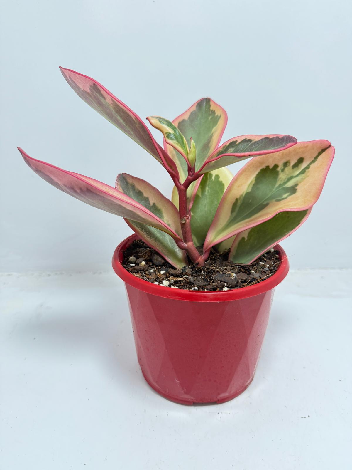 Peperomia Tricolour  130mm