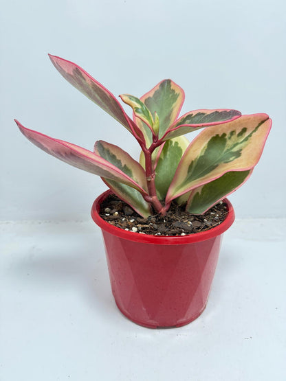Peperomia Tricolour  130mm