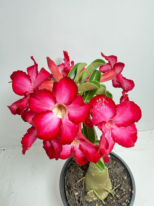 Desert Rose - Adenium Obesum #257