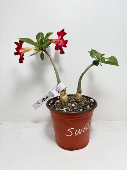 Desert Rose - Adenium Obesum #13A- 2 in one