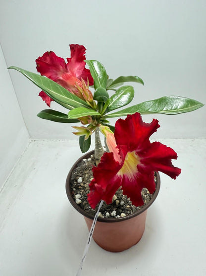 Desert Rose - Adenium Obesum #13A- 2 in one