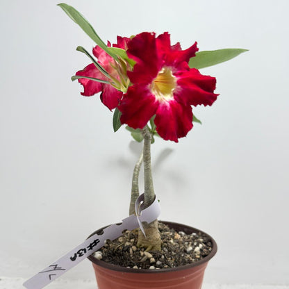 Desert Rose - Adenium Obesum #13A- 2 in one