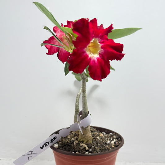 Desert Rose - Adenium Obesum #13A- 2 in one