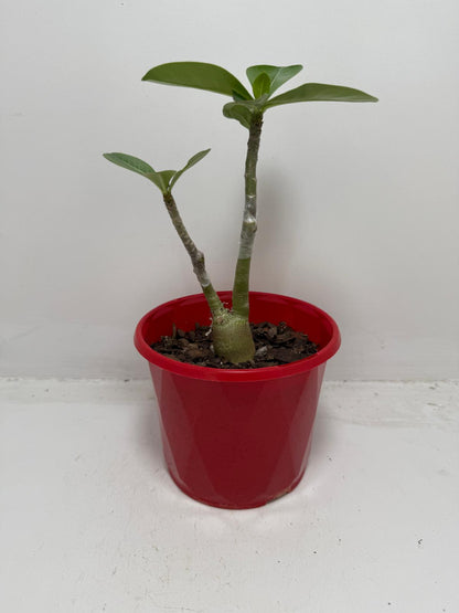 Desert Rose - Adenium Obesum- Grafted #79 and #110 Double
