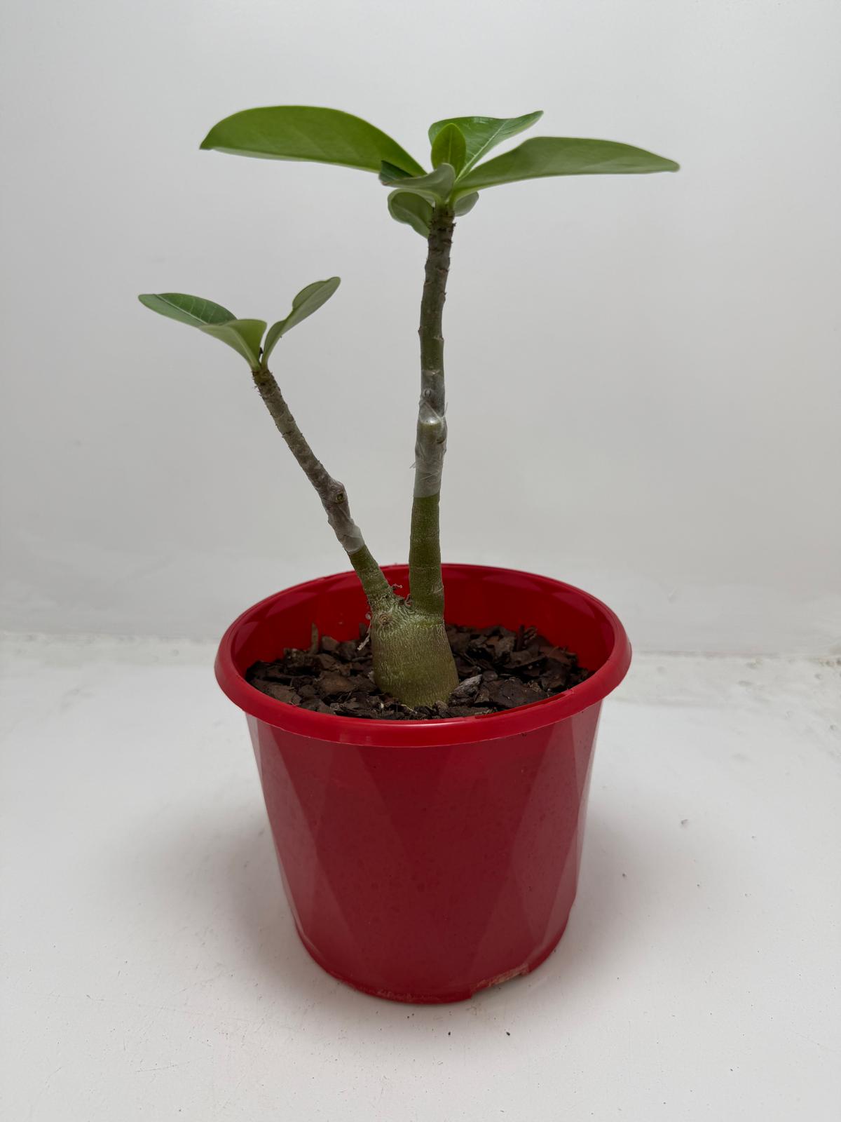 Desert Rose - Adenium Obesum- Grafted #79 and #110 Double