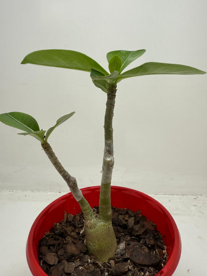 Desert Rose - Adenium Obesum- Grafted #79 and #110 Double