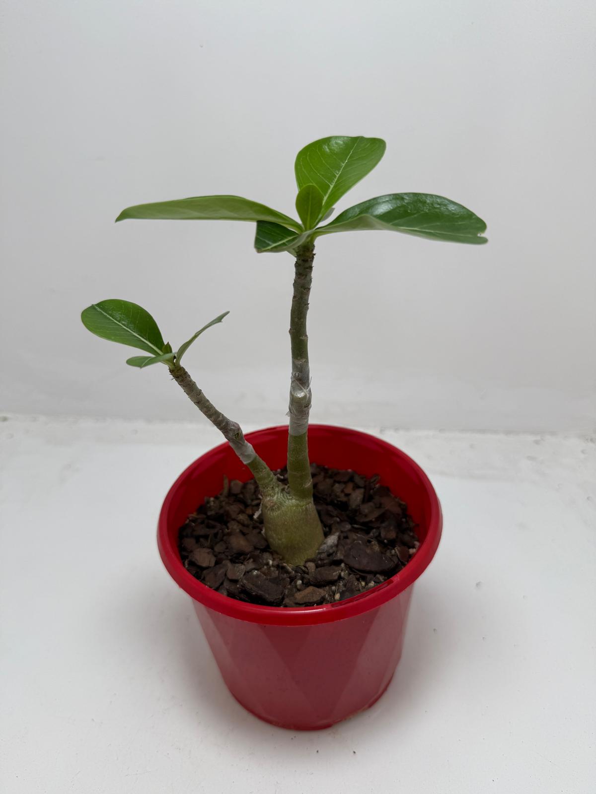 Desert Rose - Adenium Obesum- Grafted #79 and #110 Double
