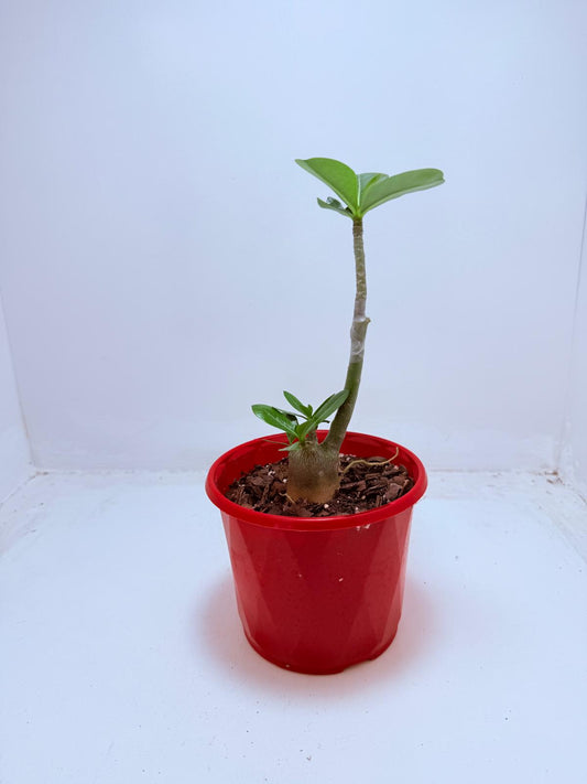 Desert Rose - Adenium Obesum- Grafted #79