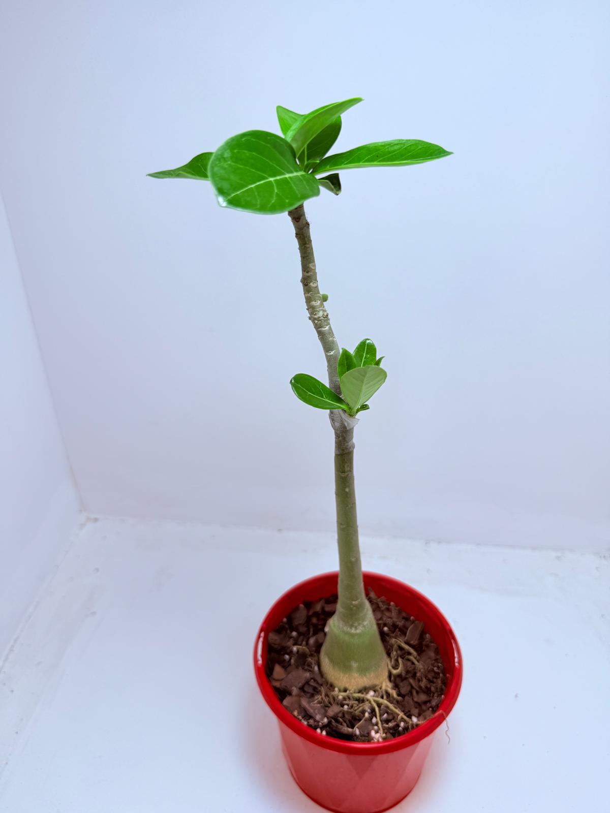 Desert Rose - Adenium Obesum- Grafted #110