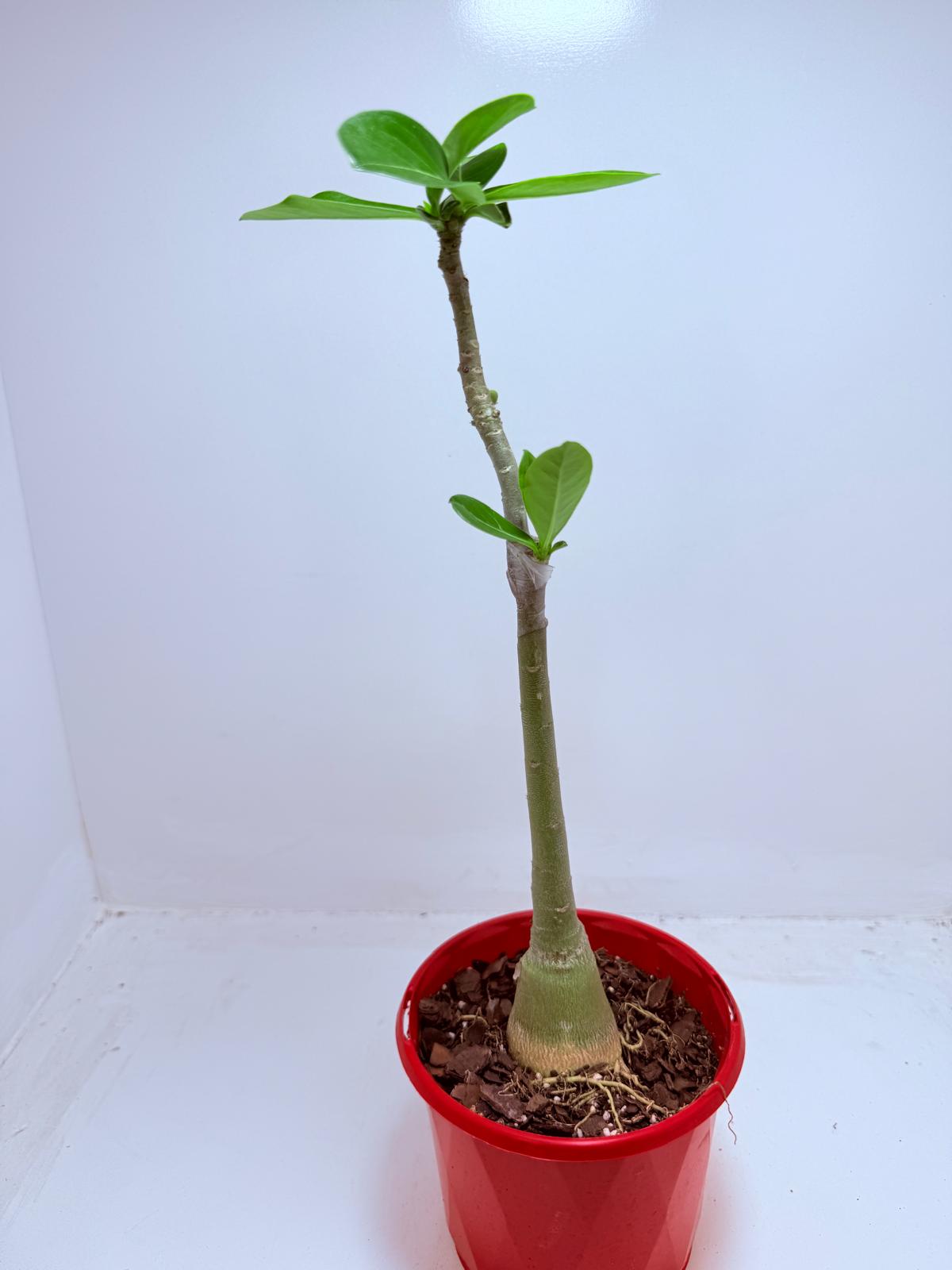 Desert Rose - Adenium Obesum- Grafted #110