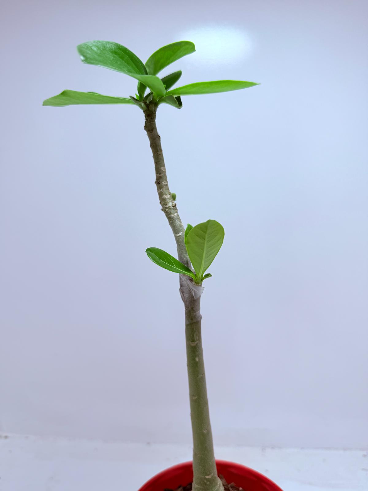 Desert Rose - Adenium Obesum- Grafted #110